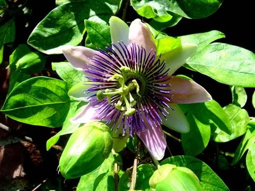 Passionflower: Perennial and attractive in your garden