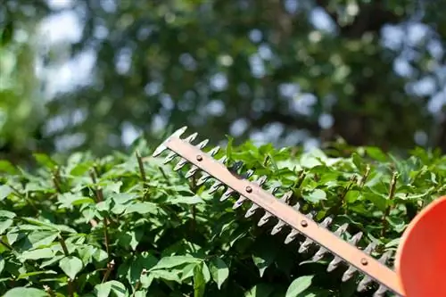 Honeysuckle pruning