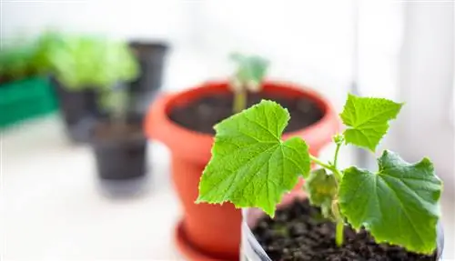 Plantando pepinos em um balde