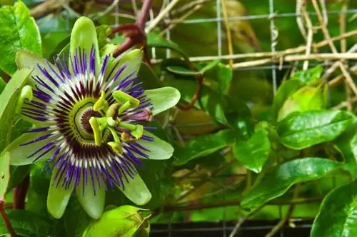 Wanneer en waar bloeit de passiebloem het meest weelderig in de tuin?