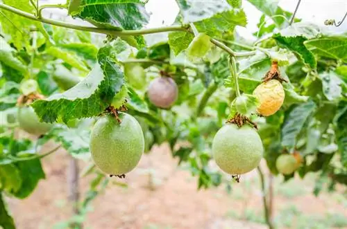 Palakihin ang Passiflora sa iyong sarili