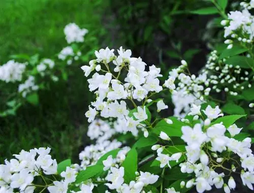 Varietas Deutzie: Temukan beragam kemungkinan