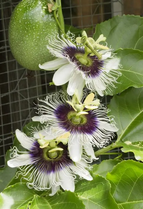 Passion flower: the right climbing aid for optimal growth