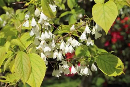 Tallar Deutzia - Consells per tallar l'arbust ornamental