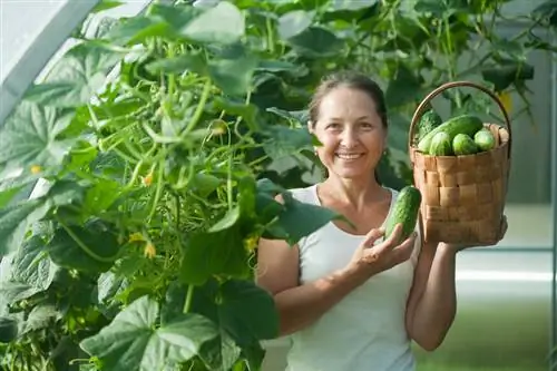 Komkommers planten