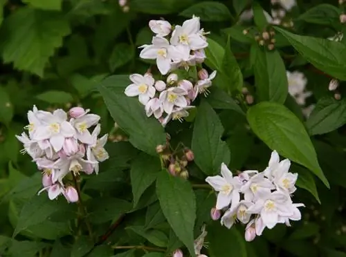 Multiplica Deutzia: instrucciones paso a paso para el éxito