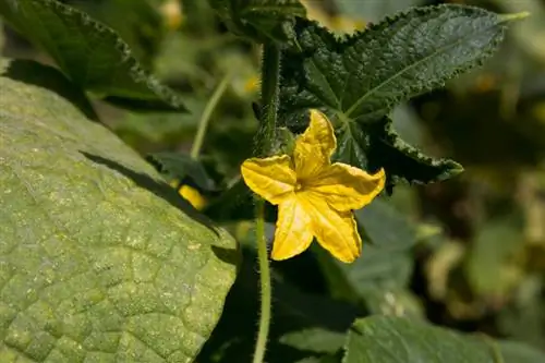 Maximize snake cucumbers