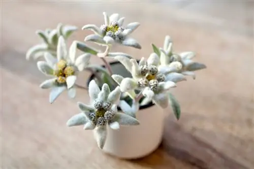 Poda d'Edelweiss