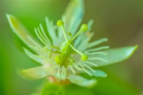 Passiflora winter hardy