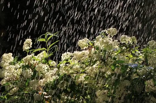 Lily of the Valley bush hedge