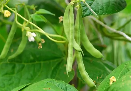 Fertilize runner beans