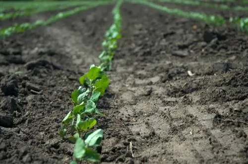 Planter des haricots d'Espagne