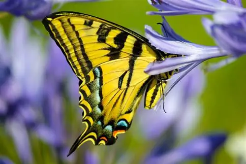 Agapanthus gübrələyin