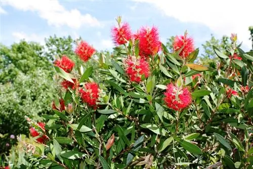 Shkurre Callistemon: këshilla për rritjen, kujdesin dhe dimërimin