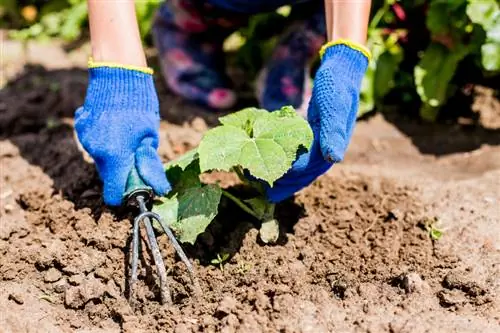 Cultiu de cogombres: consells per a una collita exitosa