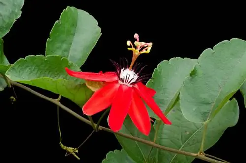 Rooi passieblomme: sorg, vereistes en tipes