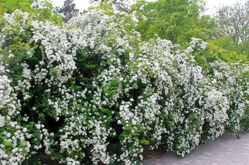 Spiraea hedge