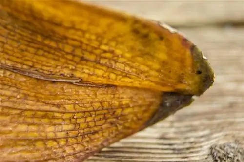 African lily: Treat and prevent yellow leaves correctly