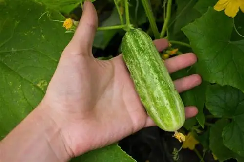 Cuidados com pepino: dicas ideais para plantas saudáveis