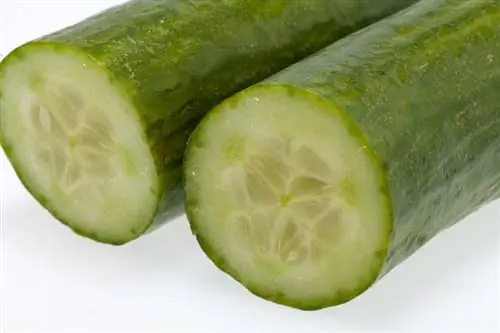 Pag-aalaga ng pipino ng ahas