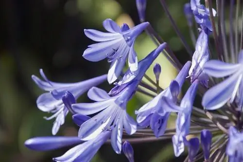 Época de floración del lirio africano: ¿Cuándo y cuánto tiempo florece?