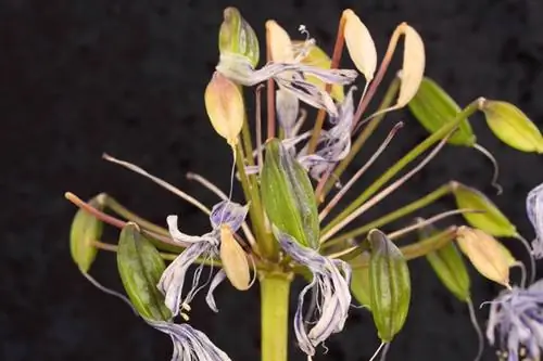 Zambak Afrikan (Agapanthus): Korrni dhe përhapni farat