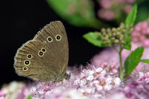 Spiraea krūmi zied: kad un kādās krāsās?