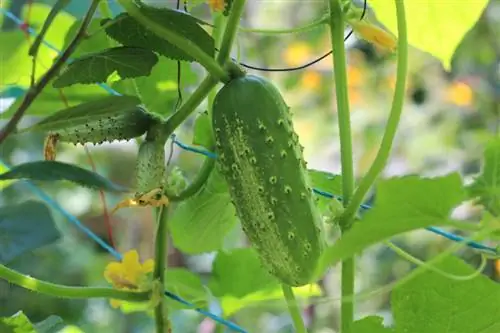 Greenhouse cucumbers: kuaj thiab tiv thaiv kab mob