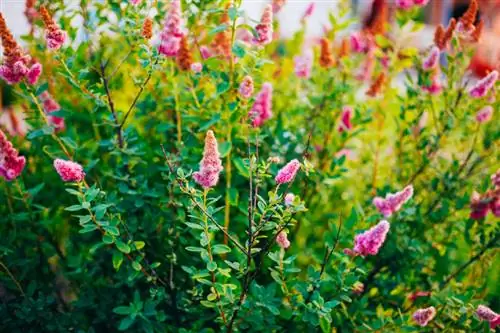 Spiraea giftig