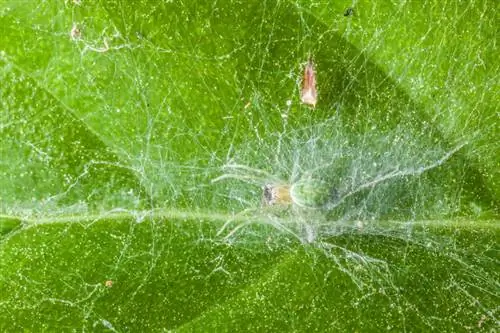 Spider mites on cucumbers: Detect and combat effectively