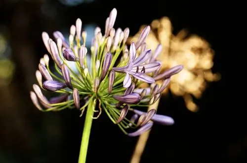 Cut agapanthus