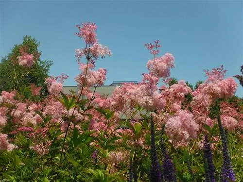 Cura della spirea efficace: a cosa dovresti prestare attenzione?