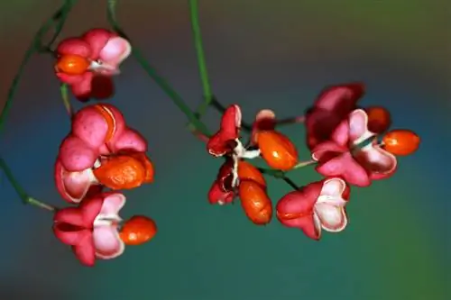 Euonymus japonicuse hooldus