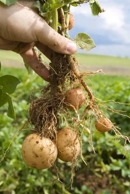 Colhendo batatas: Quando é o momento certo?