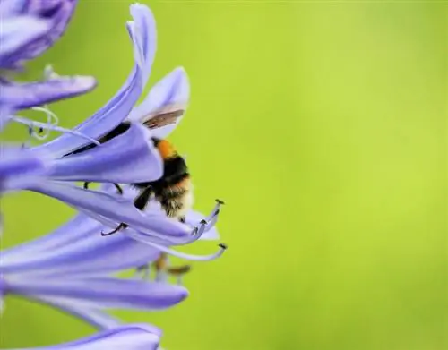 Sebarkan agapanthus