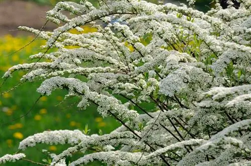 Vendndodhja në Spiraea