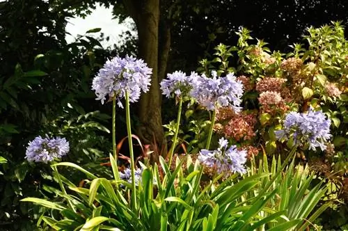 Overwinter agapanthus, snijd de bladeren af