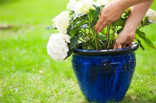 Hydrangea dalam periuk