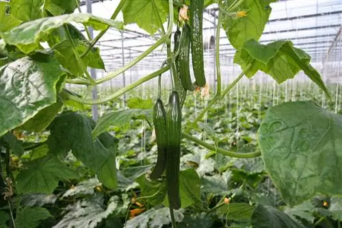 Cucumber care: Tips for a successful harvest