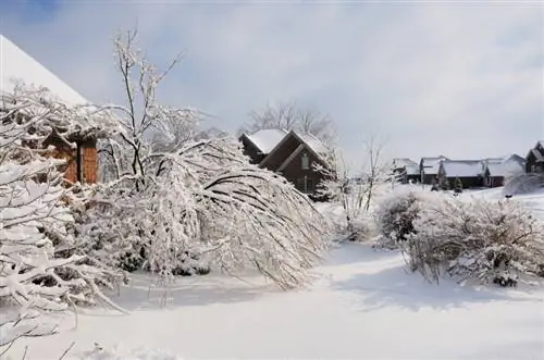 Japanski vretenasti grm otporan na zimu