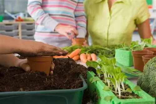 Plante brokkoli: Slik dyrker du den i din egen hage