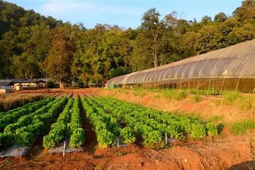 Cultivo de brócolis