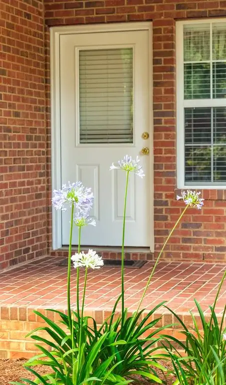 Agapanthus hardy