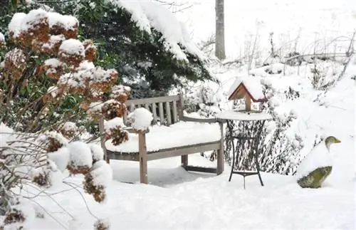 Hortensias en la nieve