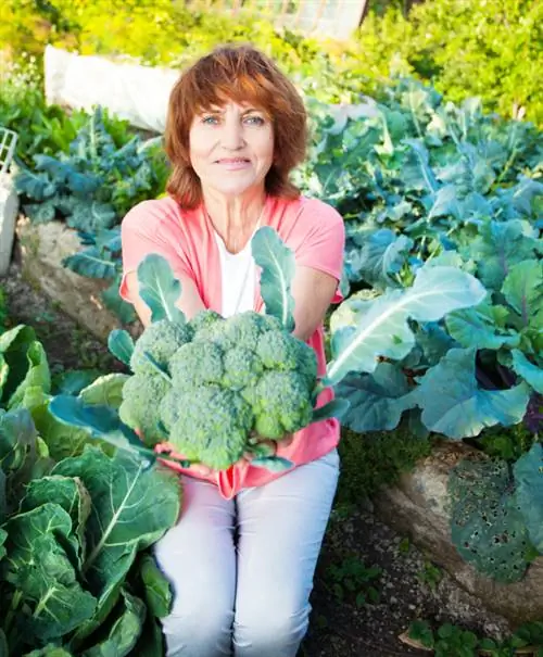 Harvest broccoli