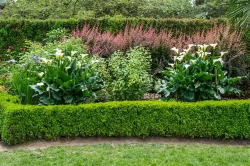 Calla lelies planten: tips voor gezonde en mooie sierplanten