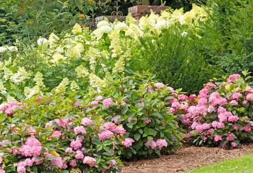 Hortensias en el jardín.