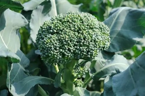 Cutting broccoli correctly: step by step instructions