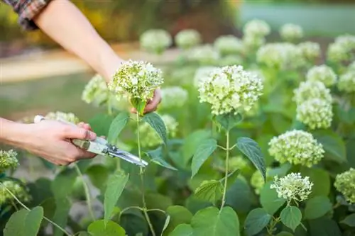 Cut hydrangea flowers Cut hydrangea flowers