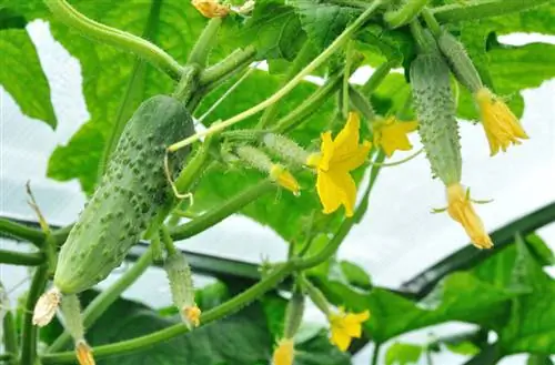 Outdoor cucumber cultivation